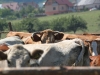 Stádo spokojených krav :-), foto: Mária Merková