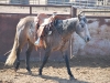 Madonna Inn Quarter Horses