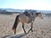 Madonna Inn Quarter Horses