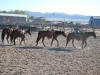 Madonna Inn Quarter Horses